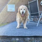 Tip! Geur van honden- en kattenurine verwijderen., Puur-Koken.nl