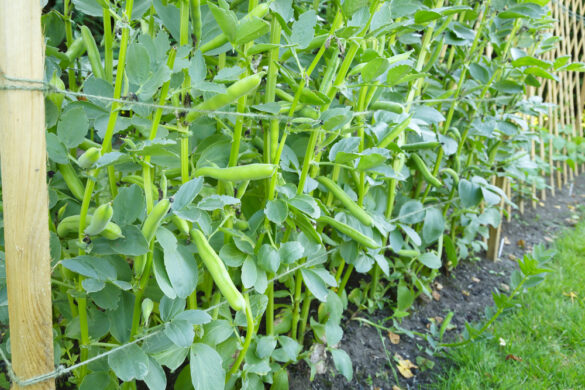 Tuinboonplanten met tuinbonen