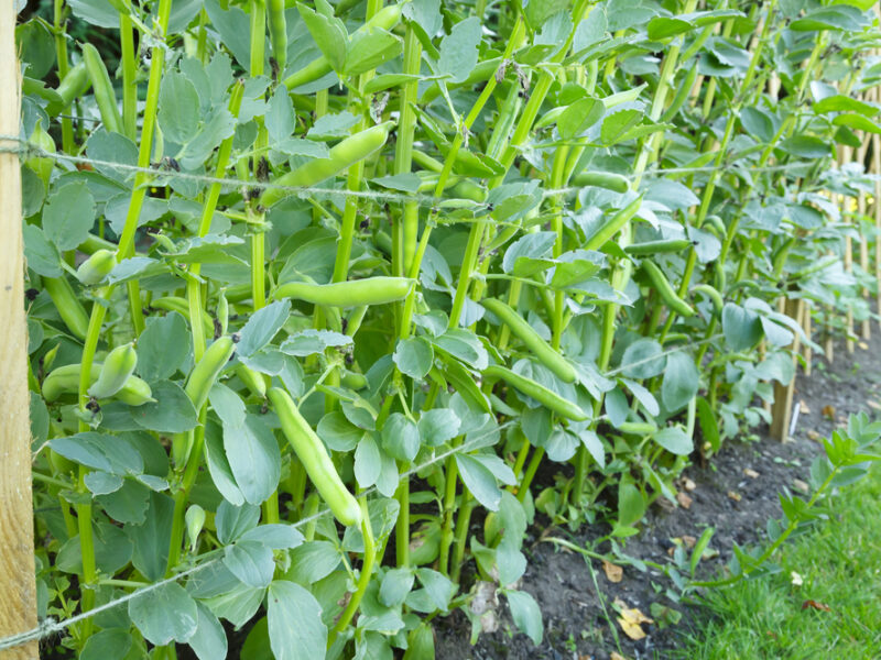 Tuinboonplanten met tuinbonen